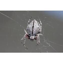 Family Araneidae, orb-weaving spider. Wilsons Promontory National Park, Victoria.