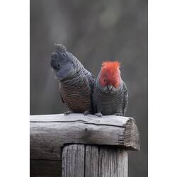 Two gery birds, one with red head, pressed against each other.