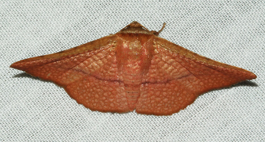 <em>Aglaopus pyrrhata</em>, moth. Great Otway National Park, Victoria.