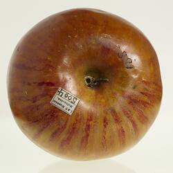 Red and yellow apple model. Top view with stem and label.