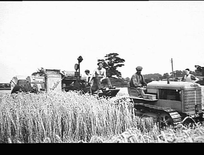 SUNSHINE E.F. HEADER IN ENGLAND: 6 FT E.F. HEADER & A.G. CLETRAC IN WHEAT, LEICESTER W.A.E.C., MELTON MOWBRAY, ENGLAND. YIELD BETWEEN 60 & 70 BUSHELLS PER ACRE: SEPT 1943 6 FT ENGINE FUNCTIONED HEADER (SUNSHINE) IN THE HANDS OF W.A.E.C. PULLED BY CLETRAC