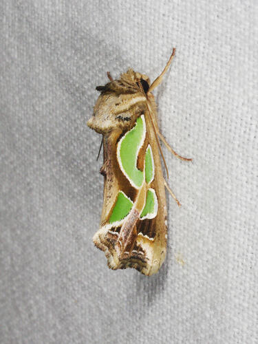 <em>Cosmodes elegans</em>, Green-blotched Moth. Great Otways National Park, Victoria.