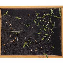 Model wooden tray box containing soil and seedling plants. Top view.