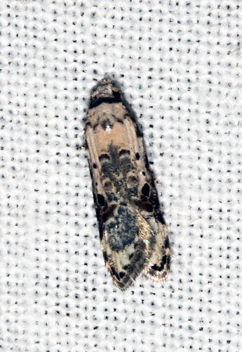 <em>Sosineura mimica</em>, moth. Great Otway National Park, Victoria.