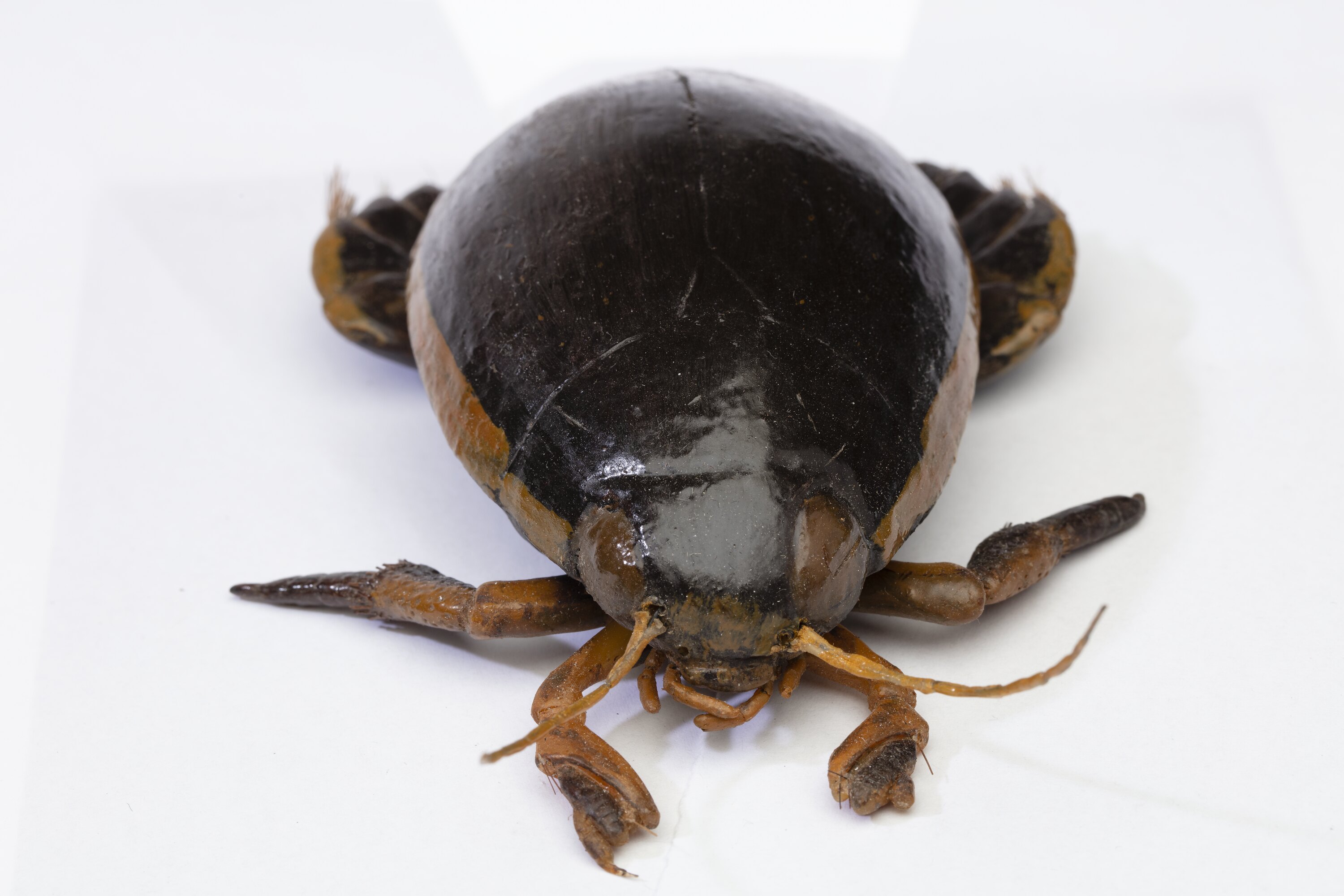 標本 Australia Bolboceratidae sp. 25mm Australia Bolboceratidae sp. 25mm - メルカリ