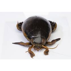 Diving Beetle model, Family Dytiscidae. Registration no. COL 136113.