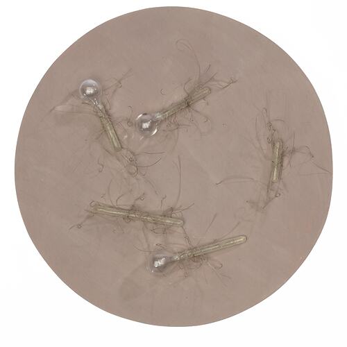 Light brown disc with clear glass capsule-shaped pieces on top.