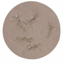 Light brown disc with clear glass capsule-shaped pieces on top.
