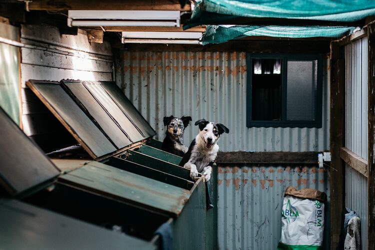 Two dogs in kennel boxes.