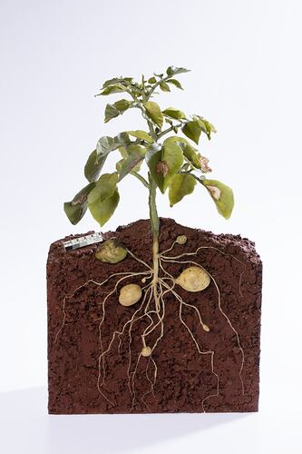 Wax model of green potato plant, showing the root system in brown soil. Side view.