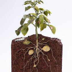 Wax model of green potato plant, showing the root system in brown soil. Side view.