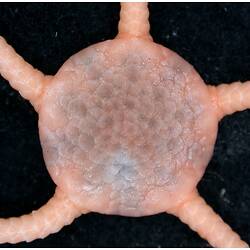 Cream-pink coloured brittle star with close-up of dorsal disc on black background.