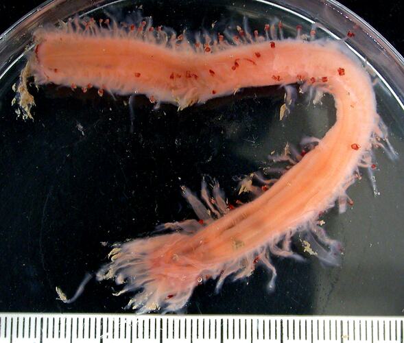 Gelatinous orange-red  sea cucumber in petri dish on black background with ruler.
