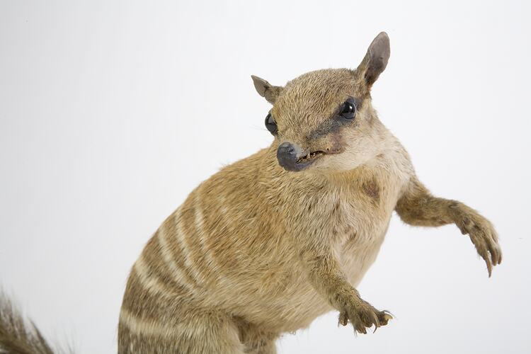 Numbat specimen mounted on hindlegs, head to one side.