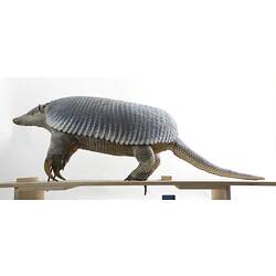 Side view of taxidermied armadillo specimen mounted on board.