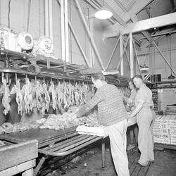 Negative - William Angliss & Co, Packing Rabbits for Export, by Laurie Richards Studio, Footscray, Victoria, Apr 1954