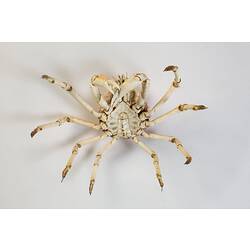 <em>Leptomithrax gaimardii</em>, Giant Spider Crab. [J 46721.23]