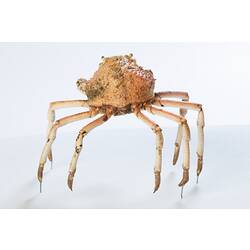 <em>Leptomithrax gaimardii</em>, Giant Spider Crab. [J 46721.33]