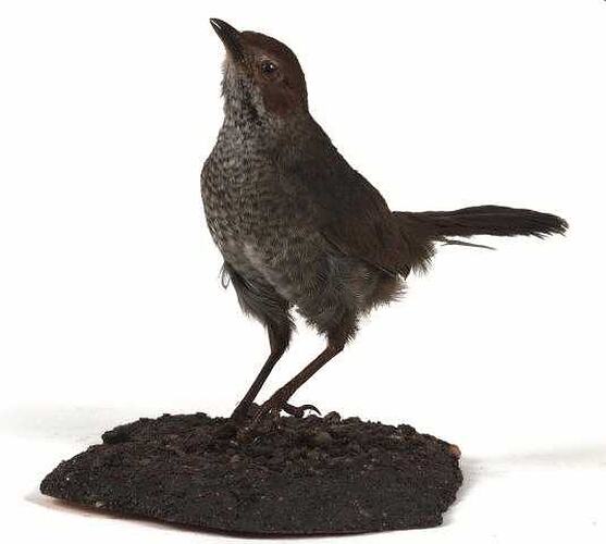 Taxidermy bird specimen.