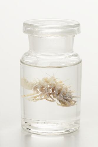 Isopod wet specimens in glass jar.