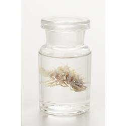 Isopod wet specimens in glass jar.
