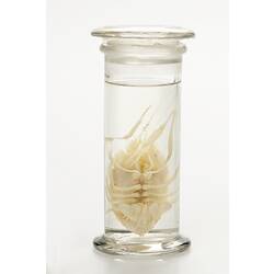 Blind lobster wet specimen in glass jar.