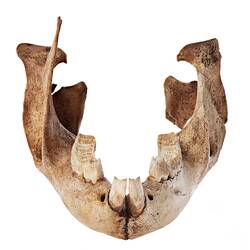 Fossil kangaroo jaw in front view.