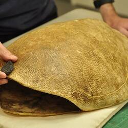 Person holding a small brown fragment of shell fossil against a large turtle shell.