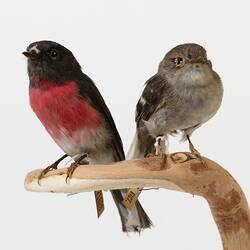 Two small bird specimens, one with pink chest feathers.