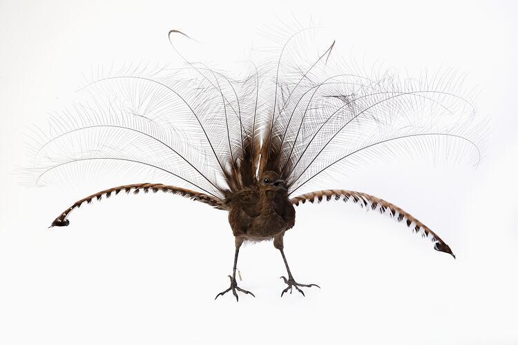 Dark bird specimen mount with long elaborate tail feathers spread.