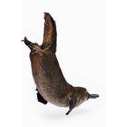Platypus specimen mounted in swimming pose.