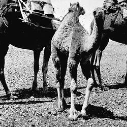 Negative - Camel Team with Young Camel, Coober Pedy District, South Australia, circa 1935