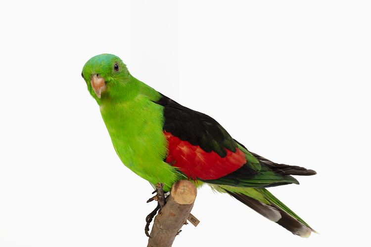 Mounted parrot specimen with bright green and red feathers.