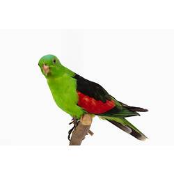 Our Fauna, Forests - Red-winged Parrot, <em>Aprosmictus erythropterus</em>