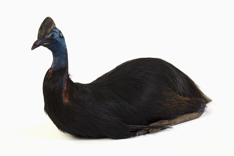 Large black bird specimen with a blue head mounted in a sitting pose.