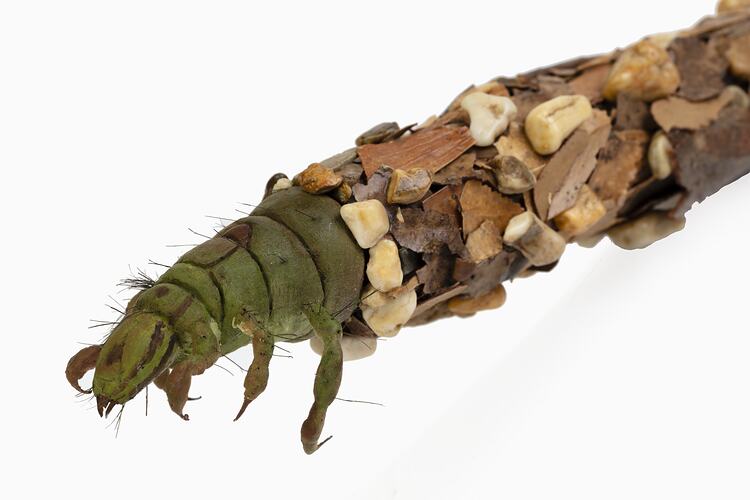 Model of green insect encased in a long shell made of debris.