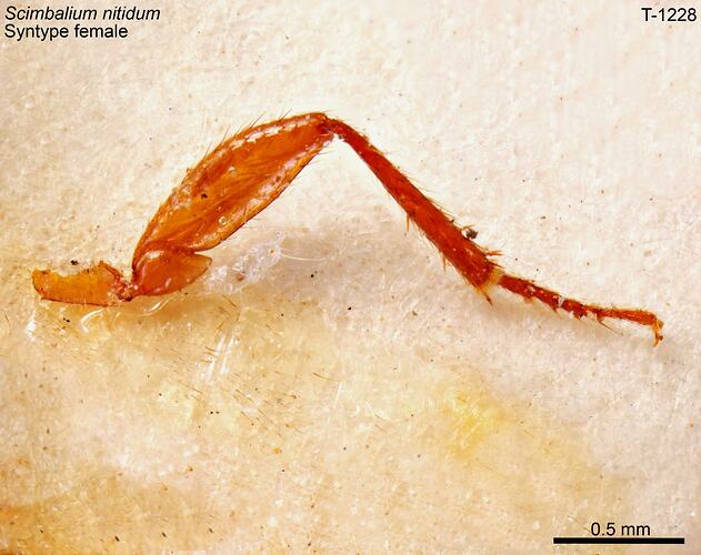 Leg of a female beetle specimen.