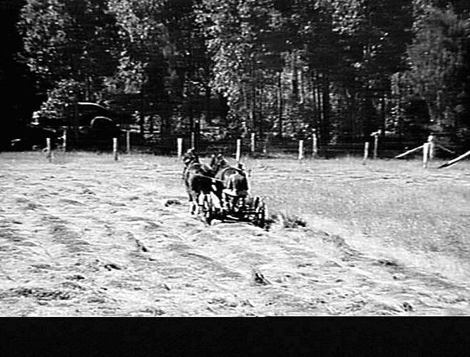 SUNSHINE MASSEY HARRIS 4 FT. OIL BATH MOWER CUTTING RYE-GRASS AND CLOVER ON THE FARM OF MR. H.H. JACKSON, PEMBERTON W.A. CROP AVERAGED 50 CWT. OF HAY TO THE ACRE. JAN 1947