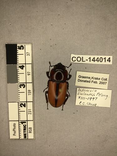 Dorsal view of pinned beetle specimen with labels.
