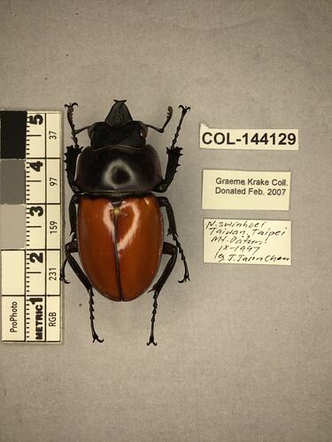 Shiny brown beetle specimen with large mandibles, pinned next to text labels.