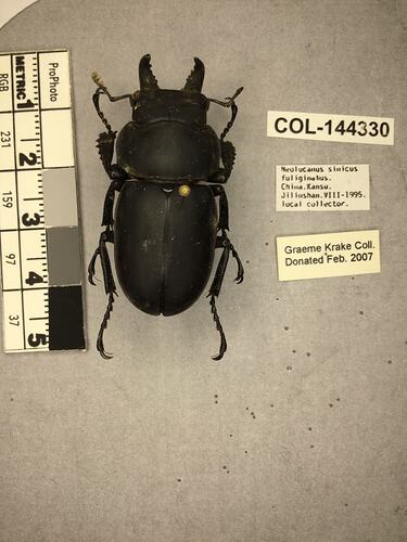 Shiny brown beetle specimen with large mandibles, pinned next to text labels.