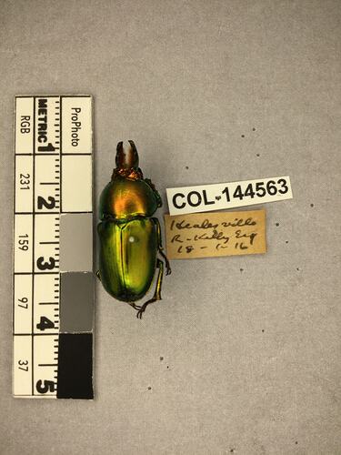 Shiny green beetle specimen with large mandibles, pinned next to text labels.