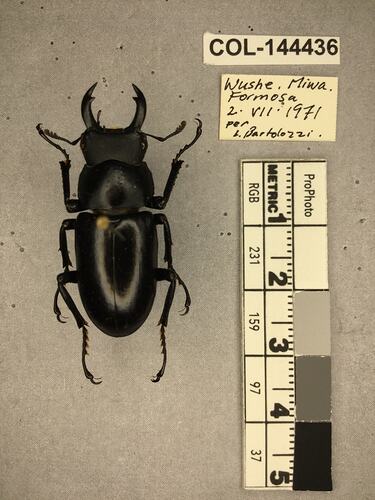 Shiny brown beetle specimen with large mandibles, pinned next to text labels.