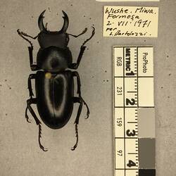 Shiny brown beetle specimen with large mandibles, pinned next to text labels.