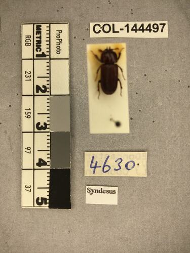 Shiny brown beetle specimen with large mandibles, pinned next to text labels.