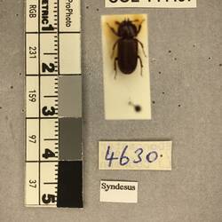 Shiny brown beetle specimen with large mandibles, pinned next to text labels.