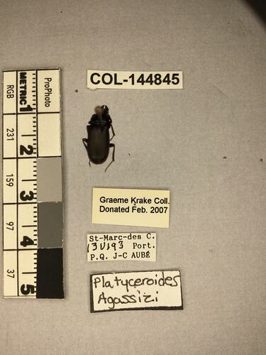 Shiny brown beetle specimen with large mandibles, pinned next to text labels.