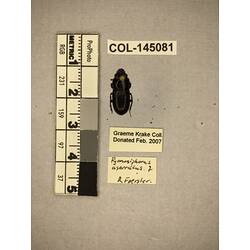 Dorsal view of pinned beetle specimen with labels.