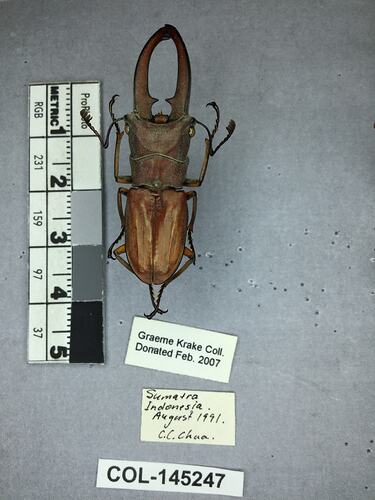 Shiny brown beetle specimen with large mandibles, pinned next to text labels.