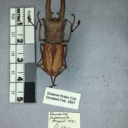 Shiny brown beetle specimen with large mandibles, pinned next to text labels.